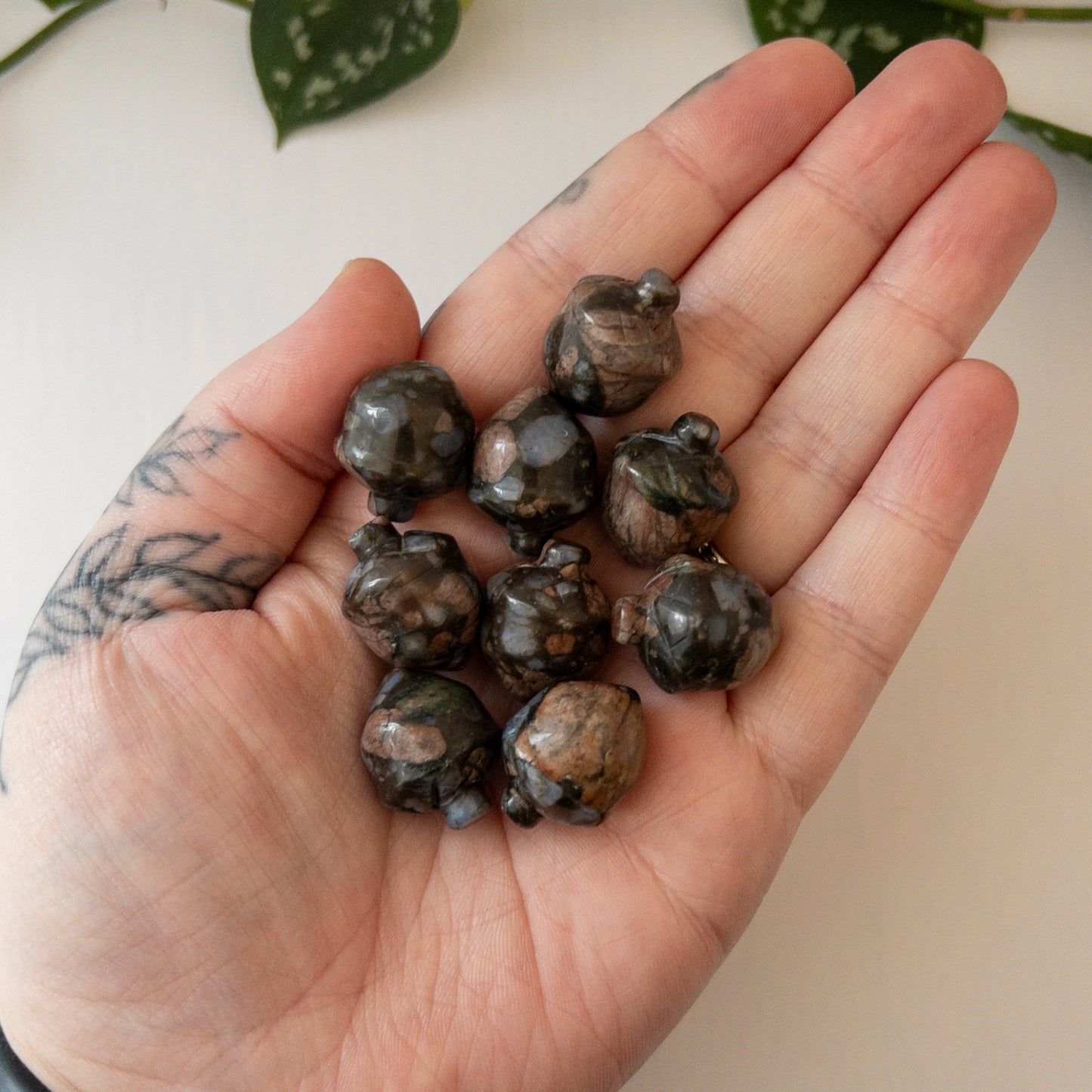 Mini Que Sera Acorn
