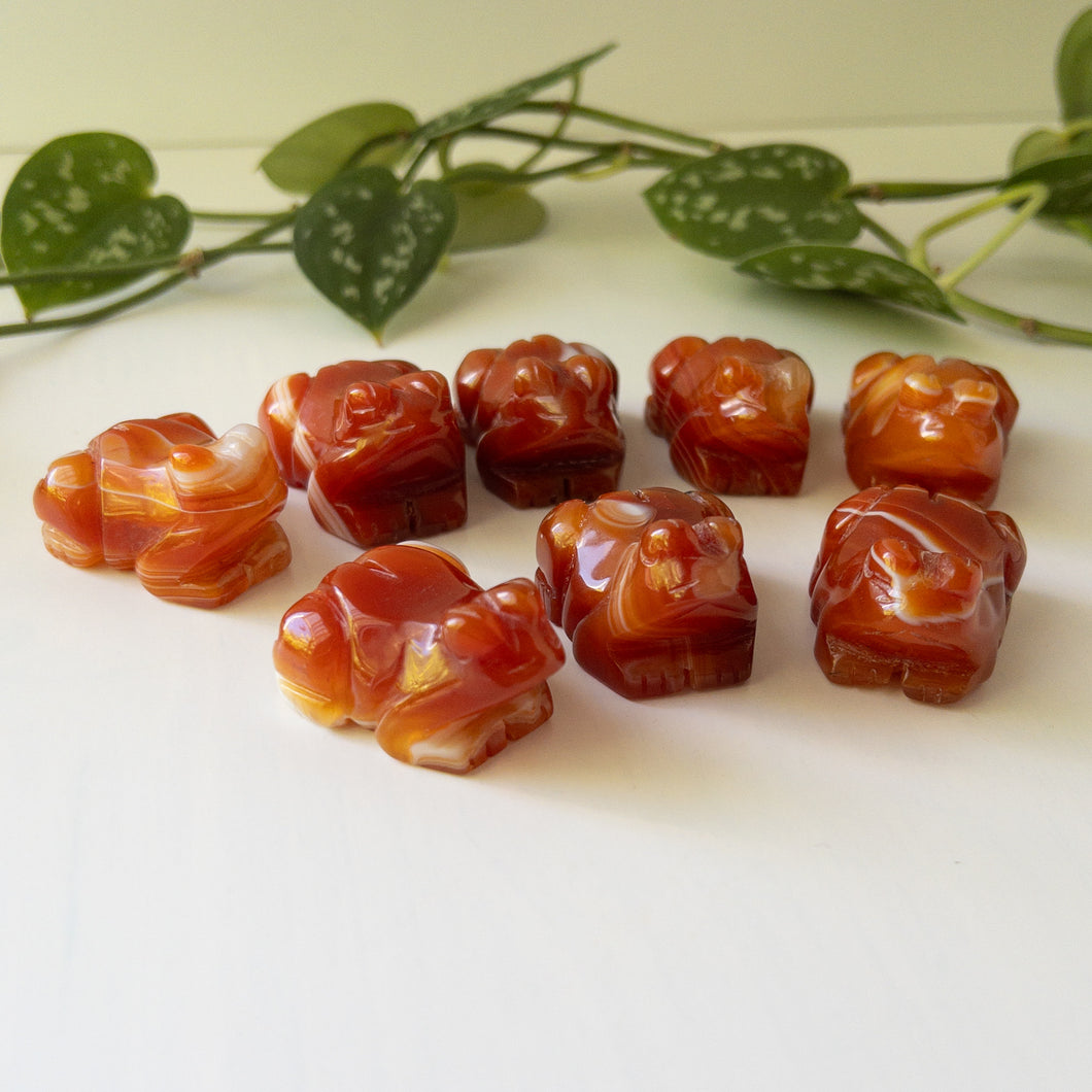 Carnelian Frogs