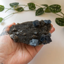 Load image into Gallery viewer, Blue Cubic Fluorite &amp; Druzy Black Chalcedony - Fujian Province, China
